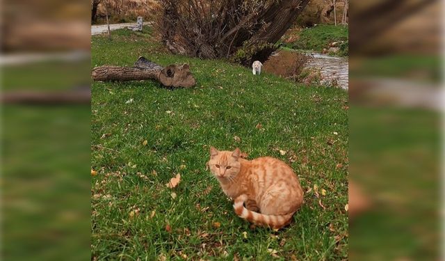 Tatvan’da kedilerin drone ile imtihanı gülümsetti