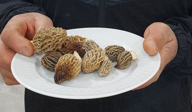 Uzmanından doğadaki mantarlarla ilgili uyarı