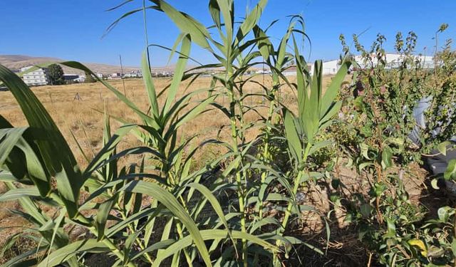 Tatvan’da "Manisa Kargısı" bahçede hayat buldu