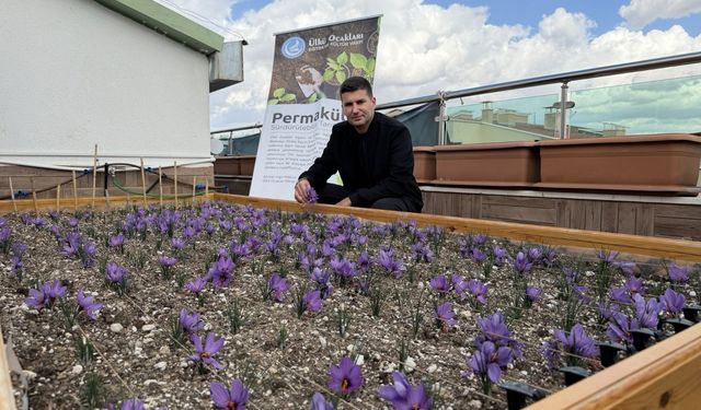 Ülkü Ocakları Genel Merkezi’nin terasında safran hasadı!