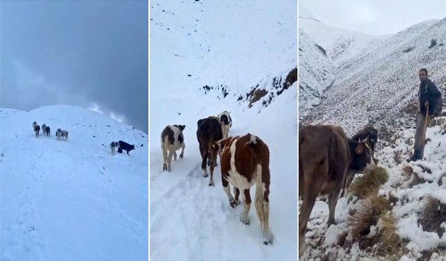 Hizan'da meradaki hayvanlar kara yakalandı