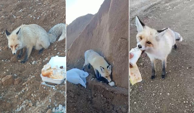 Ahlat’ta maden işçileriyle tilkinin 3 yıllık sıcacık dostluğu