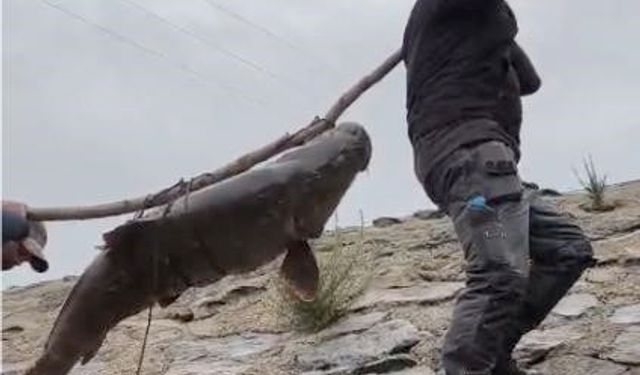 Nehirde yakalanan 60 kiloluk dev turna balığı ilginç yöntemle taşındı