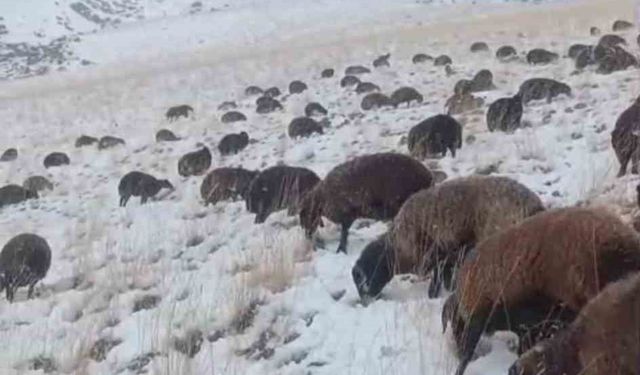 Ağrı'da kar ve tipi hayatı durma noktasına getirdi