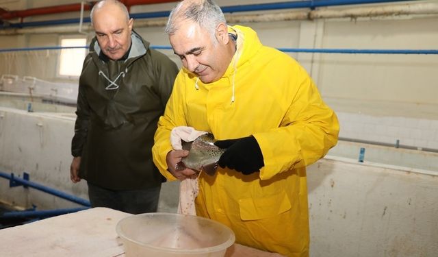 Elazığ'da alabalık sağım çalışmaları devam ediyor