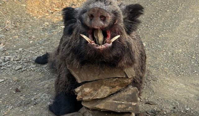 Elazığ’da dağlık arazide 200 kiloluk domuz avı