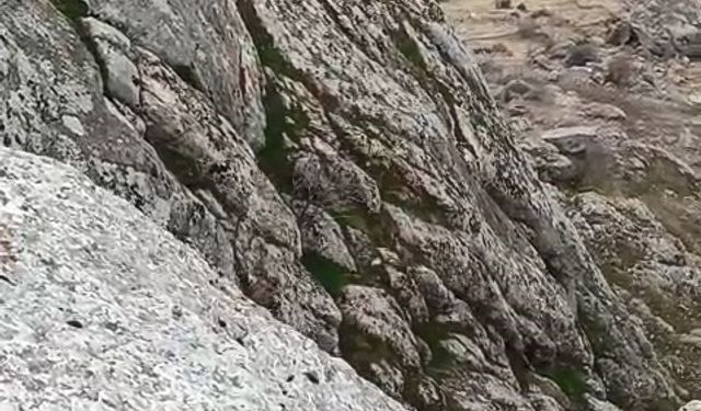 Elazığ'da sürü halinde gezen dağ keçileri kameralara yansıdı