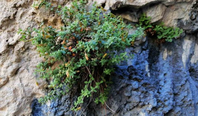 Endemik Malatya kantaronunun kimyasal zenginliği şaşırttı