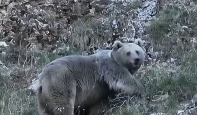 Erzincan'da kış uykusuna hazırlanan iki ayı çoban tarafından görüntülendi