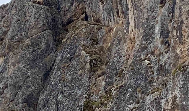 Erzincan'da mahsur kalan keçiler için JAK ve AFAD ekipleri harekete geçti