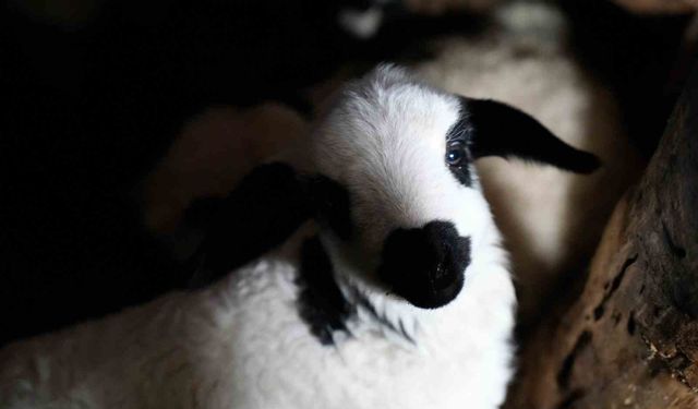 Erzincan’da yılın son kuzuları üreticiyi sevindirdi