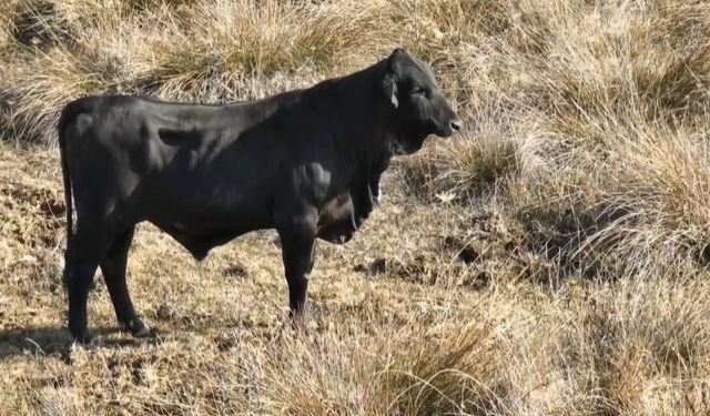 Firari angus, drone kamerasına yansıdı