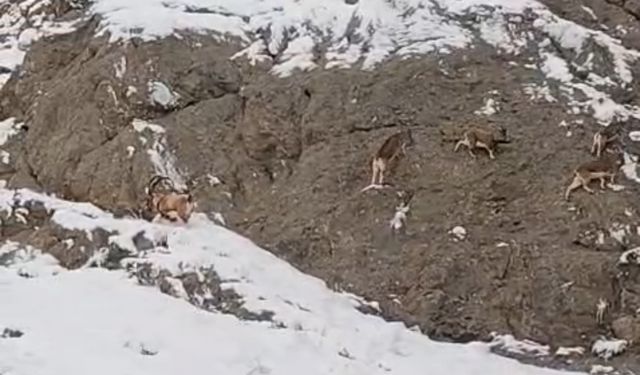 Güzeldere'nin karla kaplı yamaçlarda dağ keçileri kameralara yansıdı