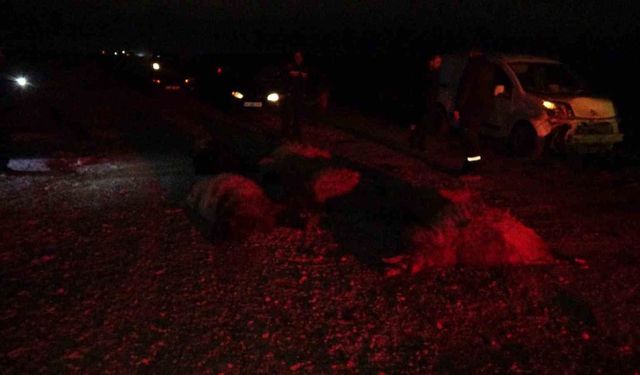Hafif ticari araç sürüye daldı: Çok sayıda koyun telef oldu