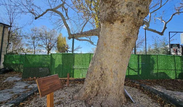 Harput'un 3 asırlık çınarı zamana meydan okuyor