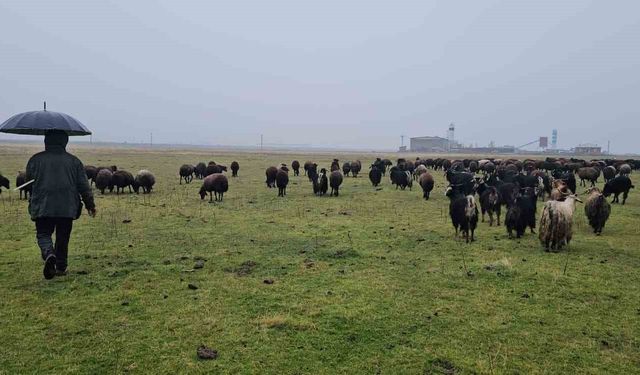 Hasköy'de sıcak hava besicilerin yüzünü güldürdü
