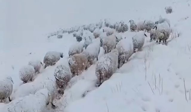 Kar altında koyun sürüsünün zorlu yolculuğu
