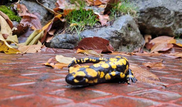 Kemaliye'de koruma altındaki benekli semenderler görüldü
