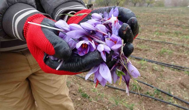 Malatya'da gramı 600 TL olan safran yoğun ilgi görüyor