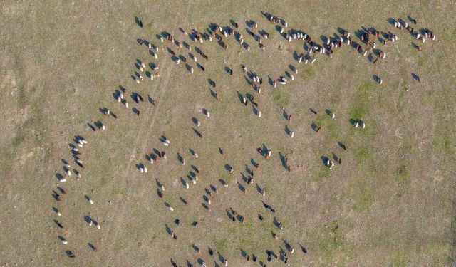 Muş’ta bu yıl kar azlığı yem maliyetlerini düşürdü