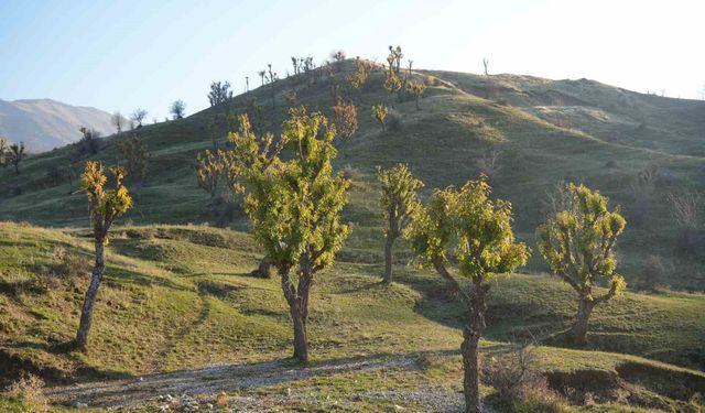 Muş'ta meşe ağaçları soğuk havalara rağmen yeniden yeşerdi