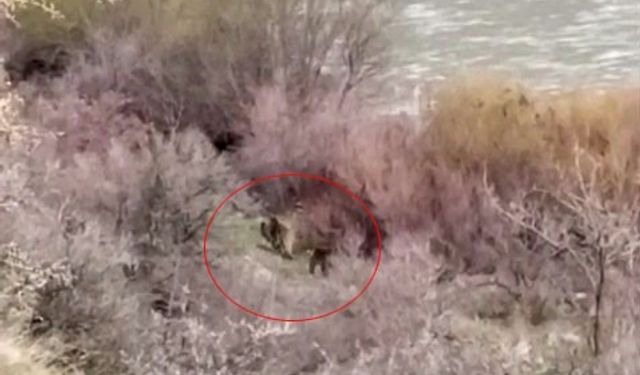 Palu’da balık tutarken ayı sürprizi