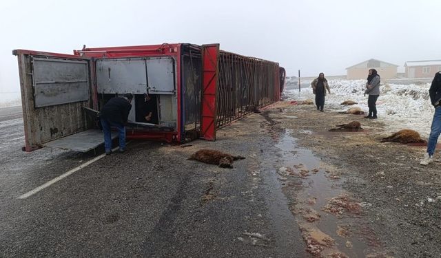Patnos'ta tır kazası: 10 küçükbaş hayvan telef oldu