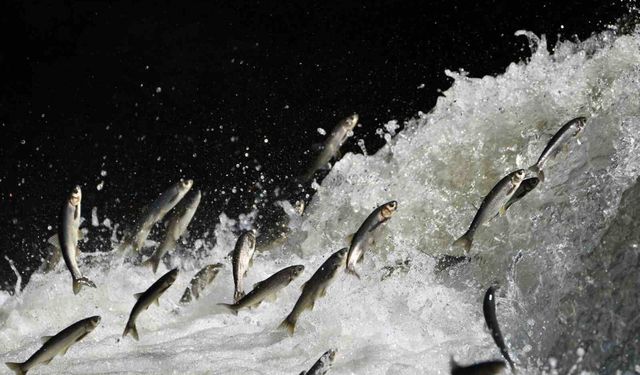 Prof. Dr. Alaeddinoğlu: 'İnci kefalinin nesli ciddi tehdit altında'