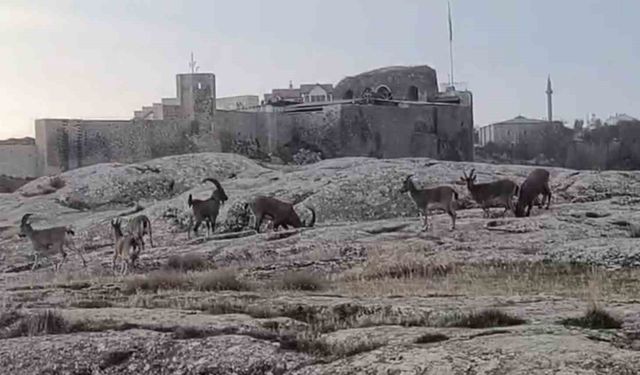 Sabah saatlerinde dağ keçileri sürü halinde görüntülendi