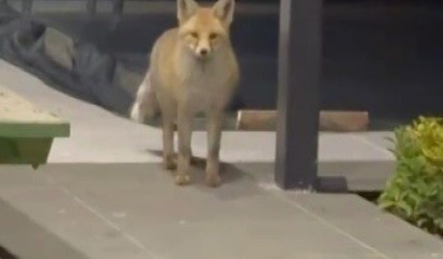 Tilki evin bahçesine girip kedi mamalarını yerken görüntülendi
