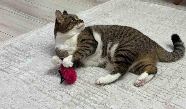 Uzmanından evcil hayvan aşısı için kritik uyarı