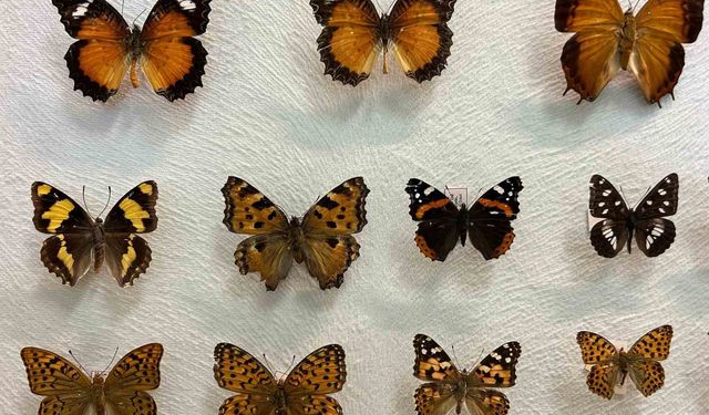 Van'da binlerce kelebeğin korunduğu araştırma koleksiyonu artıyor