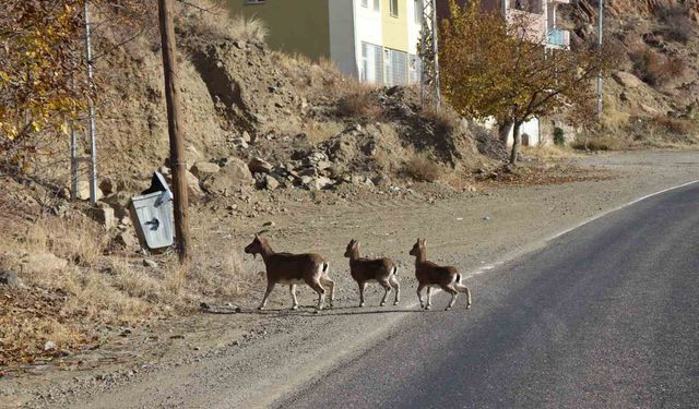 Yaban keçileri için sayım yapılıyor