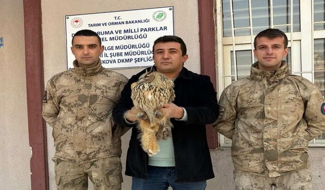 Yüksekova'da bulunan yaralı boynuzlu baykuş tedavi ediliyor
