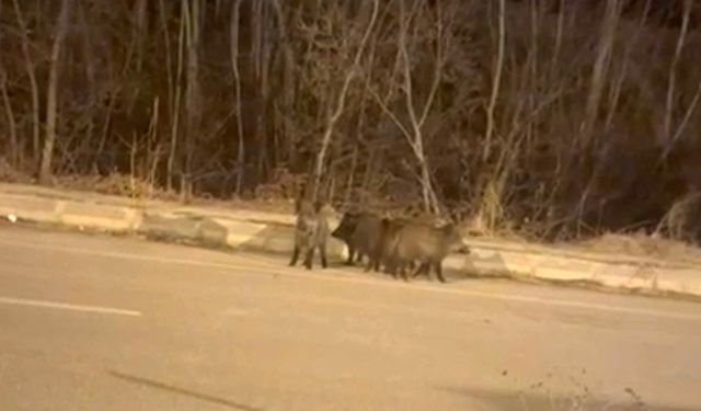 Yüksekova'nın farklı noktalarında görülen domuz sürüleri paniğe neden oldu