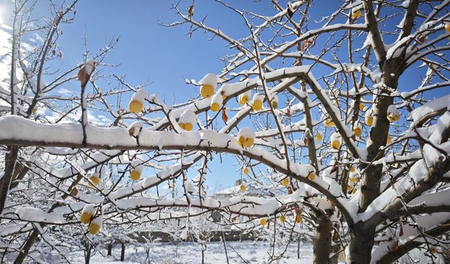 Ahlat’ta kar altında kalan elmalar ilginç görüntüler oluşturdu