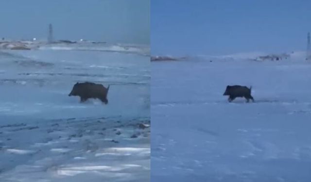 Ahlat’ta görüntülenen domuz büyüklüğüyle dikkat çekti
