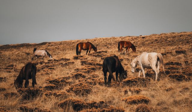Nemrut Kalderası’ndaki yılkı atları objektife yansıdı