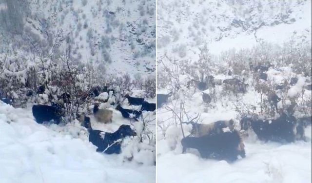 Hizan’da küçükbaş hayvanlar kara hazırlıksız yakalandı