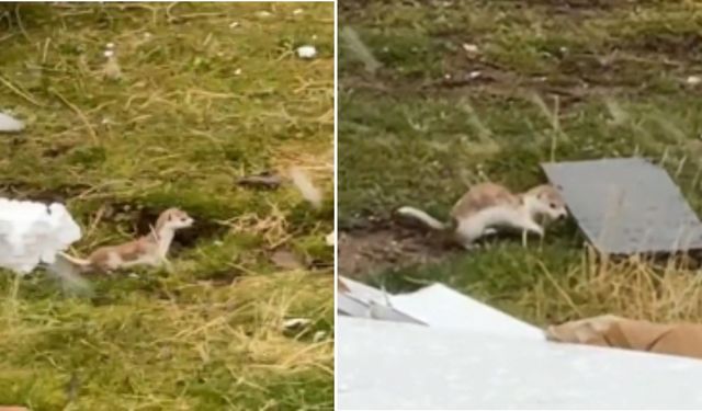 Bitlis’te ender rastlanan gelincik görüntülendi