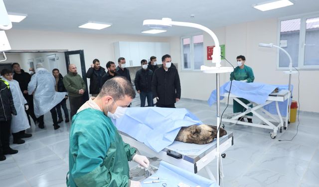 Bitlis’te sokak hayvanları bakımevi ve doğal yaşam alanı incelendi