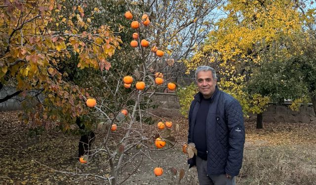 Ahlat’ta cennet hurması denemesi başarıyla sonuçlandı