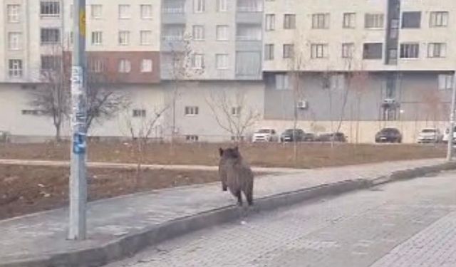 Tatvan’da yaban domuzu alarmı