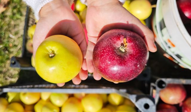 Ahlat’ta son elmalar hasat edildi