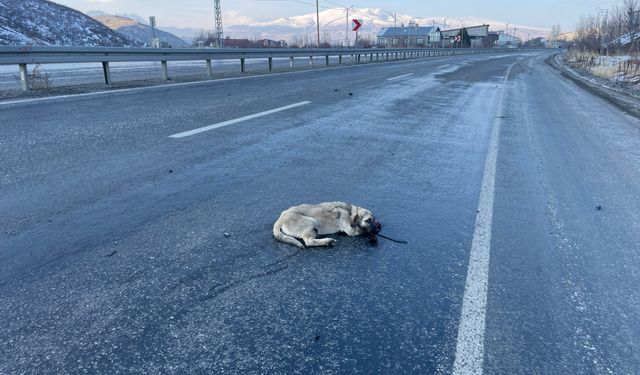 Tatvan’da otomobilin çarptığı köpek ağır yaralandı