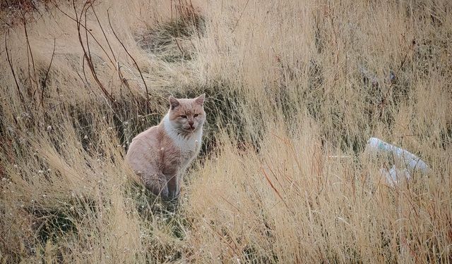 Bitlis’te kedinin sararan otlarla uyumu ilgi çekti