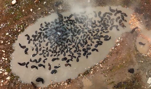 Burası Afrika değil, Güroymak!