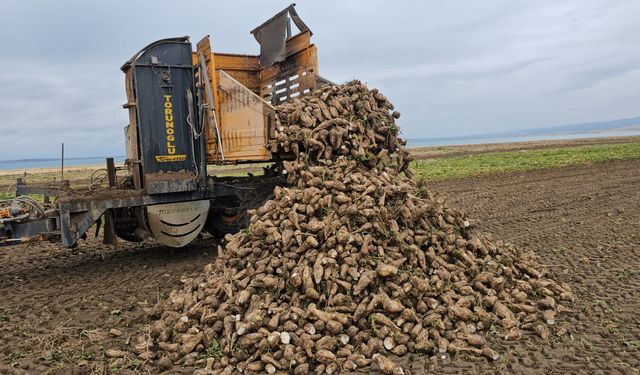 Adilcevaz’da şeker pancarı hasadı devam ediyor