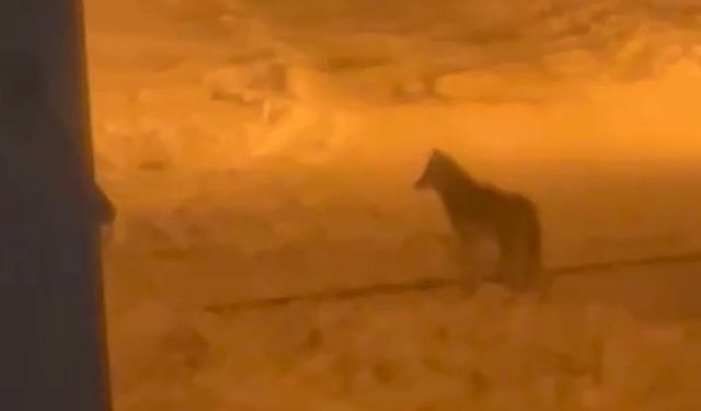 Tatvan’da dondurucu soğuklar kurtları şehre indirdi