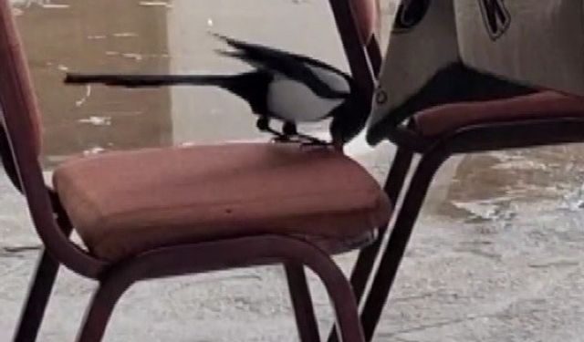 Oyun masaları boş kaldı, saksağanın zekâsı ilgi odağı oldu